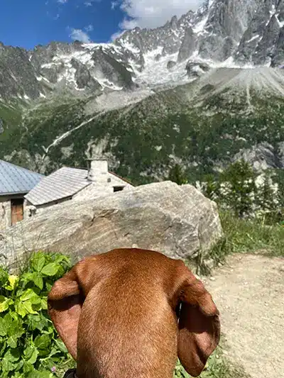 Bella exploring an alpine trail