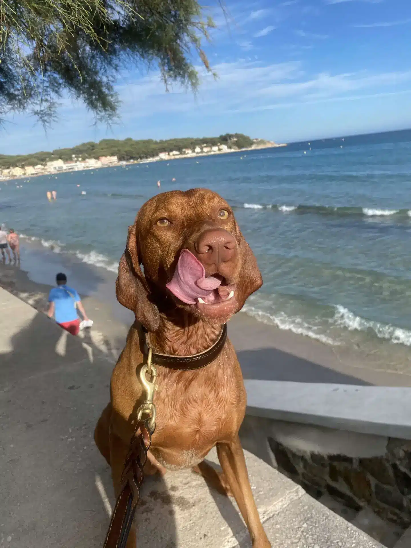 Dog enjoying a Riviera-style outdoor meal