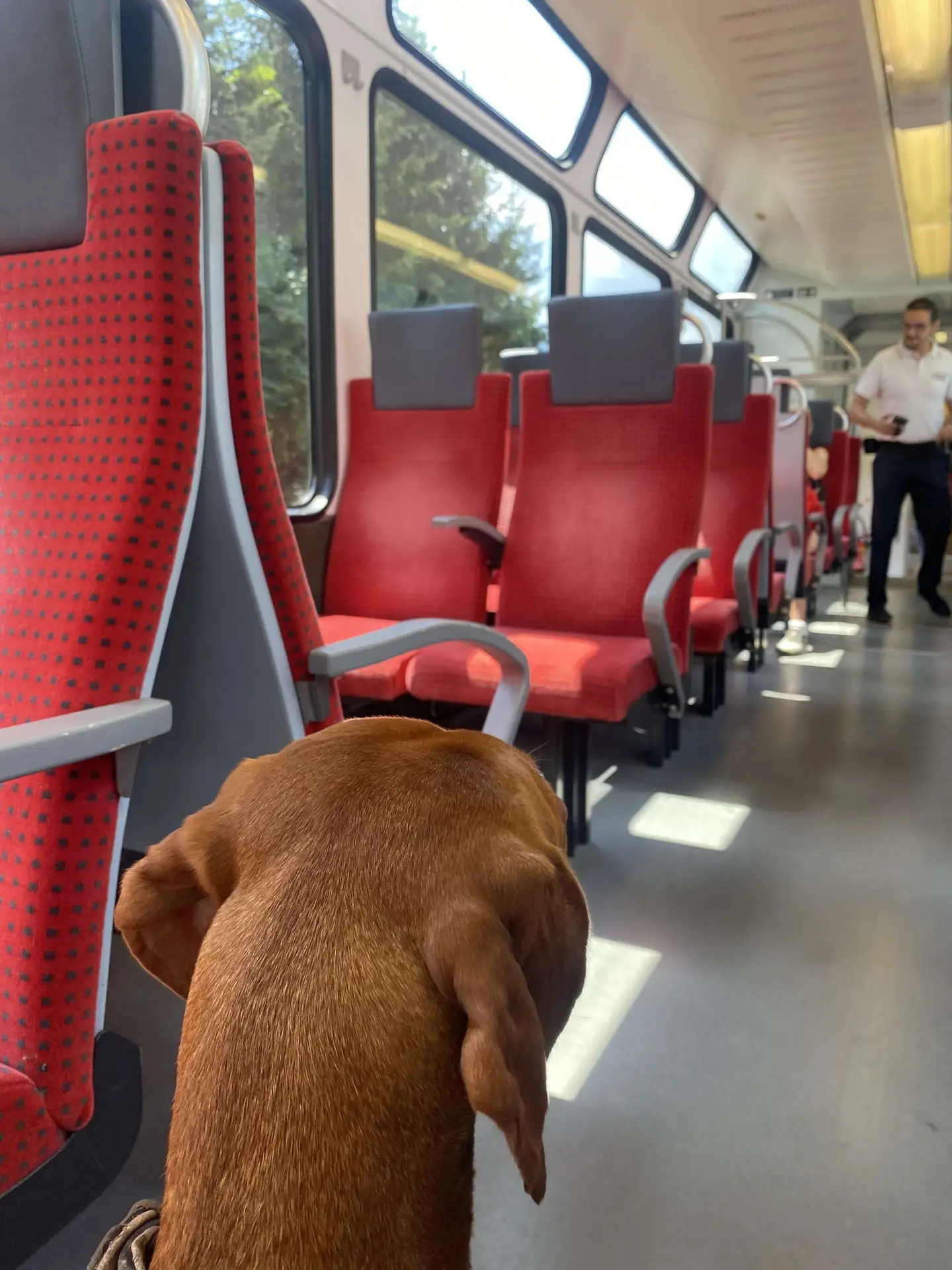 Dog traveling by train