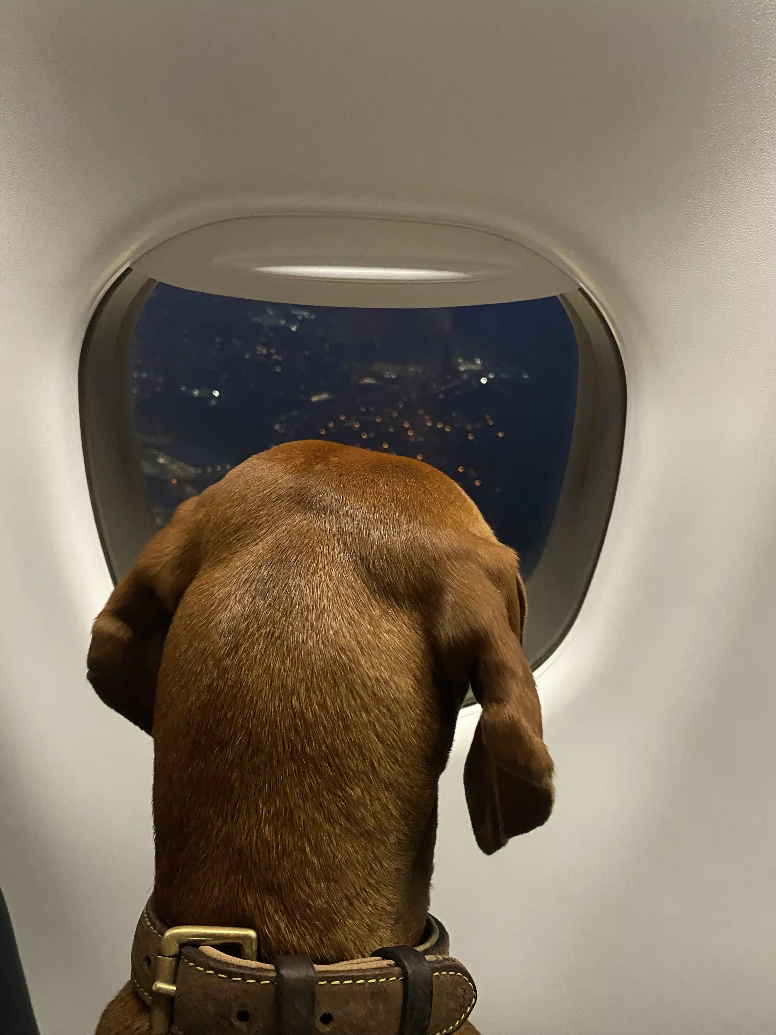 Dog looking out on a journey