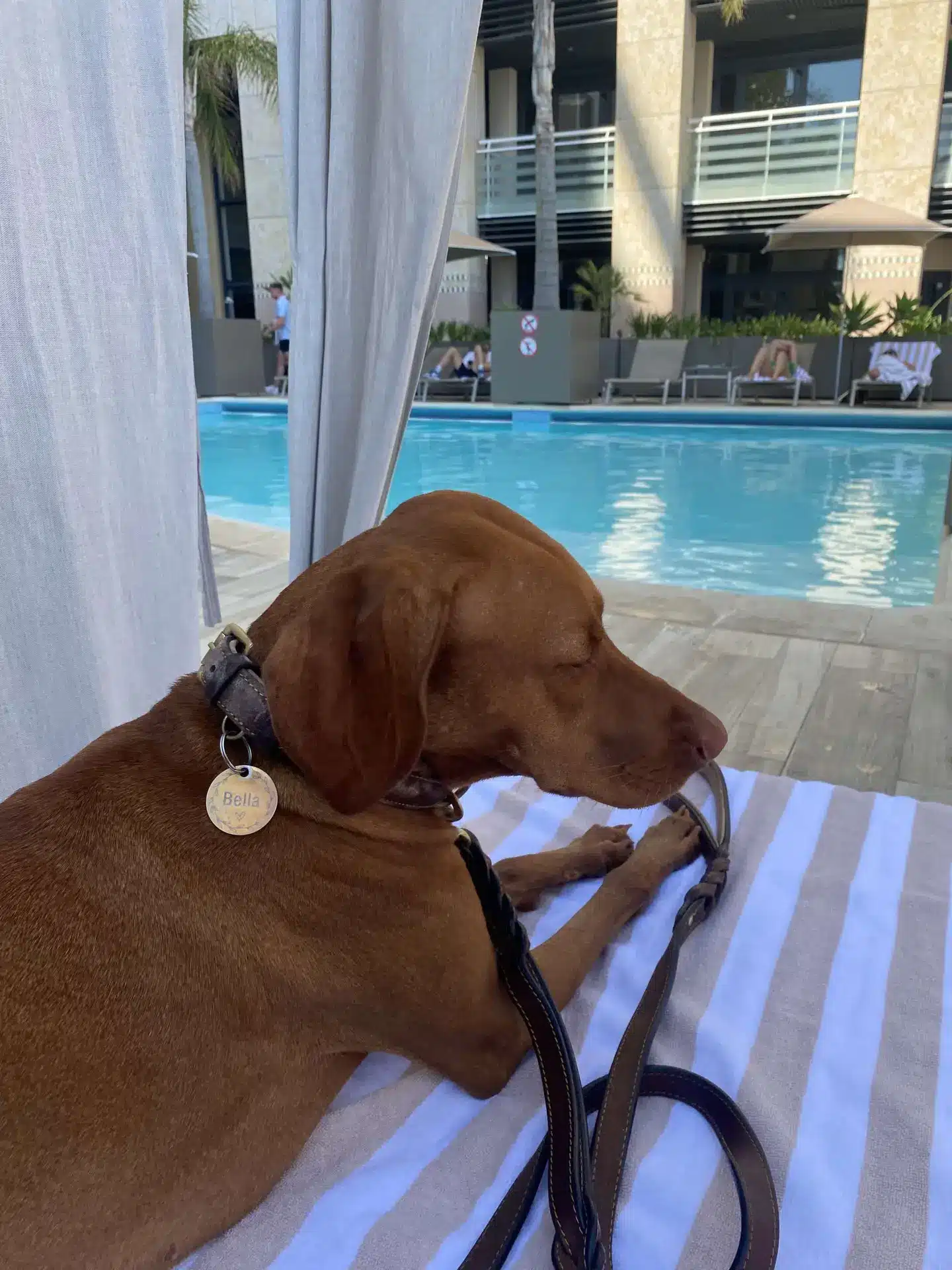 Dog enjoying a scenic Italian lakeside