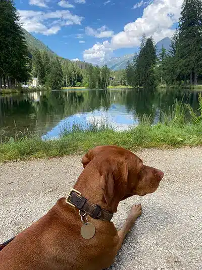 Dog resting by an alpine lake