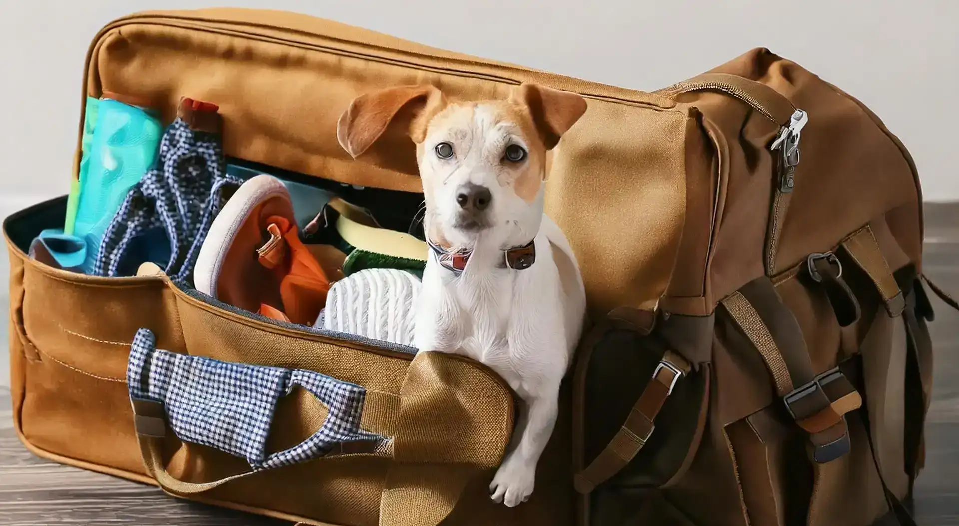 Dog travel accessories for international flights