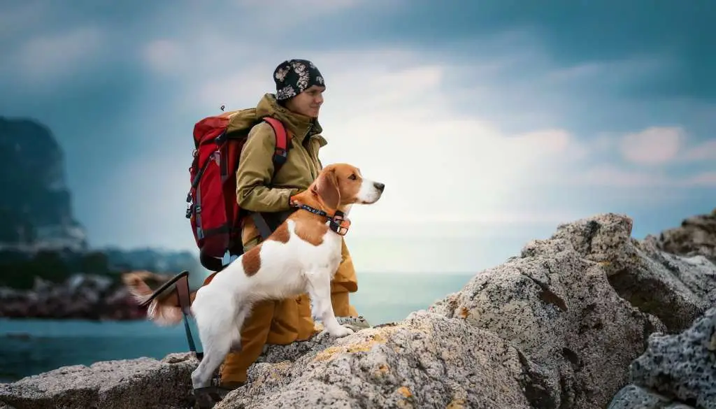 Pet travel planning and healthcare