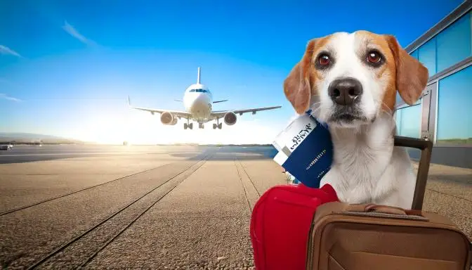 Dog passport and suitcase ready for travel